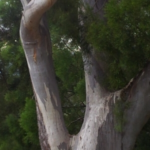 Eucalyptus rossii at Kambah, ACT - 17 Nov 2017