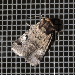 Thoracolopha verecunda (A Noctuid moth (Acronictinae)) at Conder, ACT - 10 Nov 2017 by michaelb