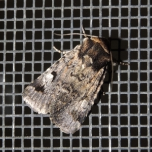 Thoracolopha verecunda at Conder, ACT - 10 Nov 2017 11:54 PM