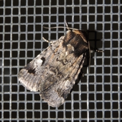 Thoracolopha verecunda (A Noctuid moth (Acronictinae)) at Conder, ACT - 10 Nov 2017 by michaelb