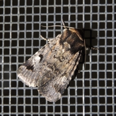 Thoracolopha verecunda (A Noctuid moth (Acronictinae)) at Conder, ACT - 10 Nov 2017 by MichaelBedingfield