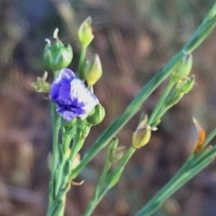 Linum marginale (Native Flax) at Googong, NSW - 23 Nov 2017 by Wandiyali