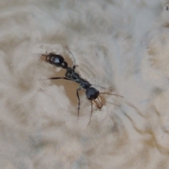 Myrmecia tarsata (Bull ant or Bulldog ant) at Conder, ACT - 12 Nov 2017 by michaelb