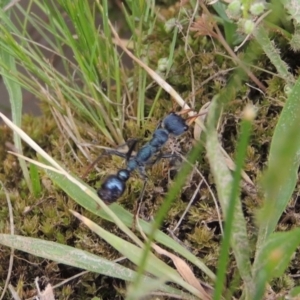 Myrmecia tarsata at Conder, ACT - 12 Nov 2017