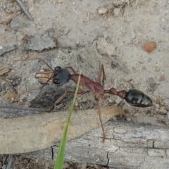 Myrmecia nigriceps (Black-headed bull ant) at Conder, ACT - 12 Nov 2017 by michaelb