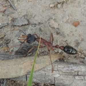 Myrmecia nigriceps at Conder, ACT - 12 Nov 2017