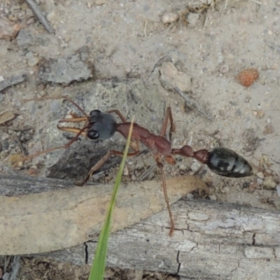 Myrmecia nigriceps (Black-headed bull ant) at Conder, ACT - 12 Nov 2017 by MichaelBedingfield