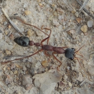 Myrmecia nigriceps at Conder, ACT - 12 Nov 2017