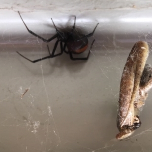 Latrodectus hasselti at Wolumla, NSW - 23 Nov 2017 08:53 AM