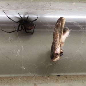 Latrodectus hasselti at Wolumla, NSW - 23 Nov 2017 08:53 AM