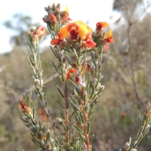 Dillwynia sericea at Theodore, ACT - 19 Oct 2017