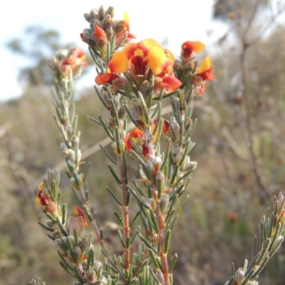 Dillwynia sericea (Egg And Bacon Peas) at Tuggeranong Hill - 18 Oct 2017 by michaelb