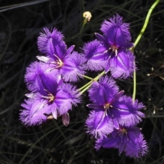 Thysanotus tuberosus subsp. tuberosus (Common Fringe-lily) at Bullen Range - 21 Nov 2017 by JohnBundock