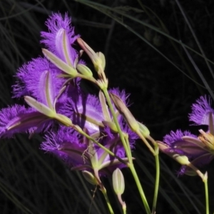 Thysanotus tuberosus subsp. tuberosus at Bullen Range - 22 Nov 2017 09:24 AM