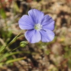 Linum marginale (Native Flax) at Urambi Hills - 22 Nov 2017 by JohnBundock