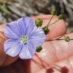 Linum marginale at Greenway, ACT - 22 Nov 2017 11:51 AM