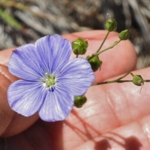 Linum marginale at Greenway, ACT - 22 Nov 2017