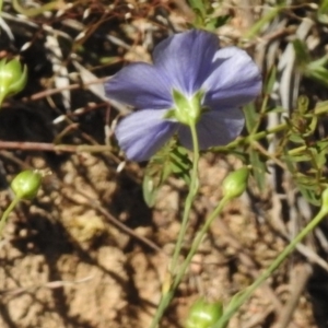 Linum marginale at Greenway, ACT - 22 Nov 2017