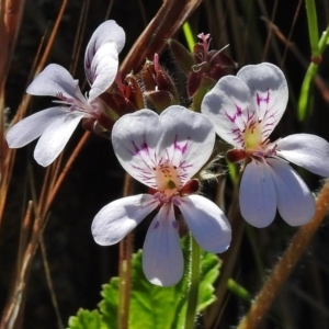 Pelargonium australe at Bullen Range - 22 Nov 2017 09:46 AM