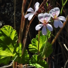 Pelargonium australe at Bullen Range - 22 Nov 2017 09:46 AM