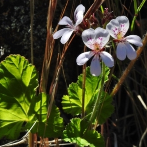 Pelargonium australe at Bullen Range - 22 Nov 2017