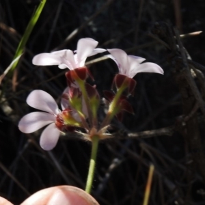 Pelargonium australe at Bullen Range - 22 Nov 2017