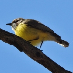 Gerygone olivacea (White-throated Gerygone) at Bullen Range - 22 Nov 2017 by JohnBundock