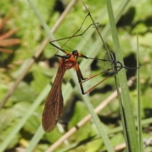 Harpobittacus australis at Bullen Range - 22 Nov 2017 10:48 AM