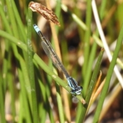 Ischnura heterosticta (Common Bluetail Damselfly) at Bullen Range - 21 Nov 2017 by JohnBundock