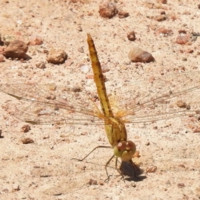 Diplacodes bipunctata (Wandering Percher) at Bullen Range - 22 Nov 2017 by JohnBundock