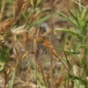 Diplacodes bipunctata at Bullen Range - 22 Nov 2017