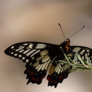 Papilio anactus at Jerrabomberra, NSW - 23 Nov 2017