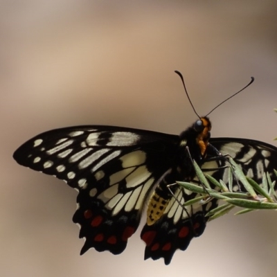 Papilio anactus (Dainty Swallowtail) at Jerrabomberra, NSW - 23 Nov 2017 by roymcd