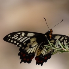 Papilio anactus (Dainty Swallowtail) at QPRC LGA - 23 Nov 2017 by roymcd
