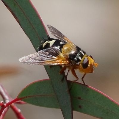 Microtropesa sp. (genus) (Tachinid fly) at Mount Jerrabomberra - 23 Nov 2017 by roymcd