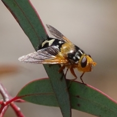 Microtropesa sp. (genus) (Tachinid fly) at Jerrabomberra, NSW - 23 Nov 2017 by roymcd