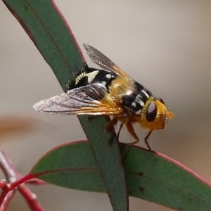 Microtropesa sp. (genus) at Jerrabomberra, NSW - 23 Nov 2017