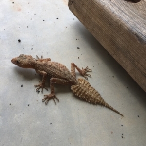 Phyllurus platurus at Gundaroo, NSW - 22 Nov 2017 11:08 AM