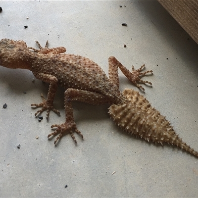 Phyllurus platurus (Broad-tailed Gecko) at Gundaroo, NSW - 22 Nov 2017 by DallasCheryl