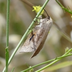 Gastrophora henricaria at Jerrabomberra, NSW - 23 Nov 2017