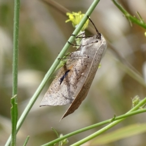 Gastrophora henricaria at Jerrabomberra, NSW - 23 Nov 2017