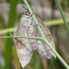 Gastrophora henricaria at Jerrabomberra, NSW - 23 Nov 2017