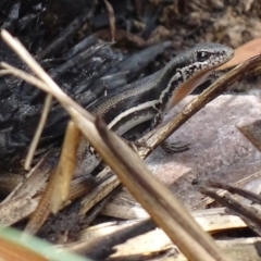 Morethia boulengeri (Boulenger's Skink) at Mount Jerrabomberra QP - 23 Nov 2017 by roymcd