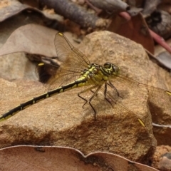 Austrogomphus guerini (Yellow-striped Hunter) at Mount Jerrabomberra QP - 23 Nov 2017 by roymcd