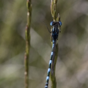 Austrolestes annulosus at Michelago, NSW - 20 Nov 2017