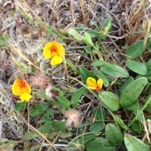 Zornia dyctiocarpa var. dyctiocarpa at Jerrabomberra, ACT - 23 Nov 2017