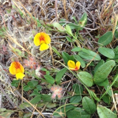 Zornia dyctiocarpa var. dyctiocarpa (Zornia) at Jerrabomberra, ACT - 23 Nov 2017 by MelitaMilner