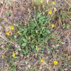 Zornia dyctiocarpa var. dyctiocarpa at Jerrabomberra, ACT - 23 Nov 2017