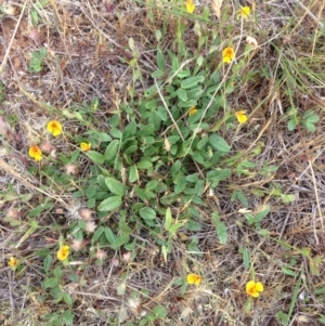 Zornia dyctiocarpa var. dyctiocarpa at Jerrabomberra, ACT - 23 Nov 2017