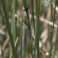 Xanthagrion erythroneurum (Red & Blue Damsel) at Michelago, NSW - 20 Nov 2017 by Illilanga